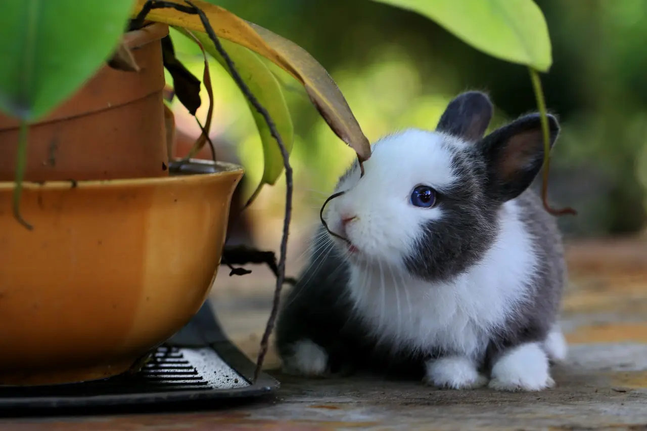 litter box training rabbits