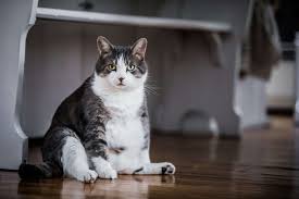 Why Are Cats Fat