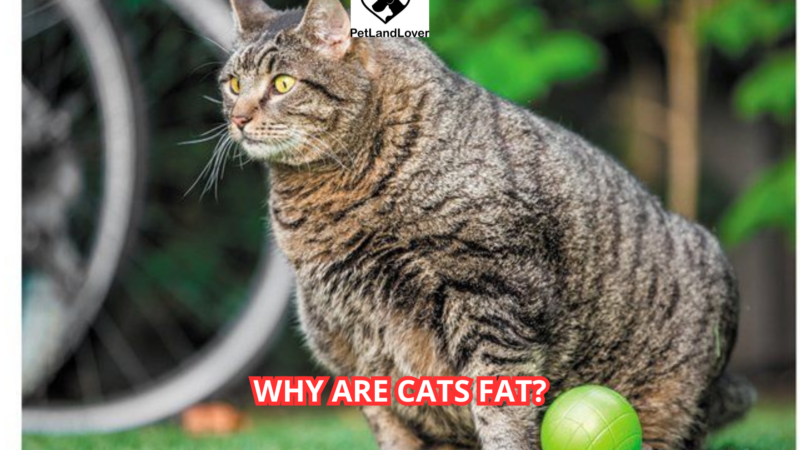 Why Are Cats Fat?