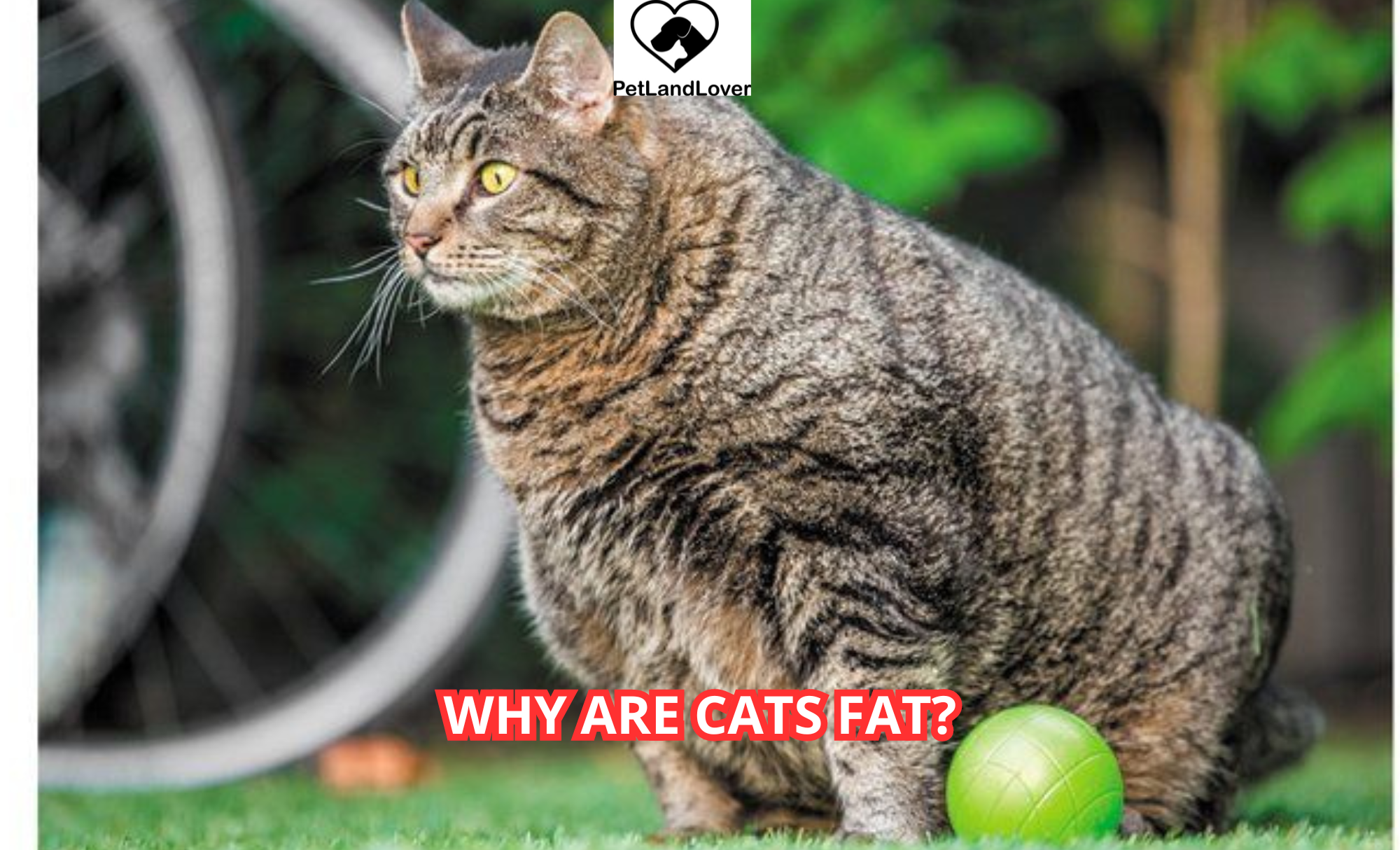 Why Are Cats Fat?