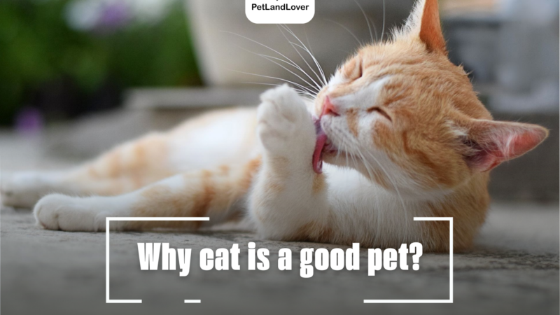 Why cat is a good pet?