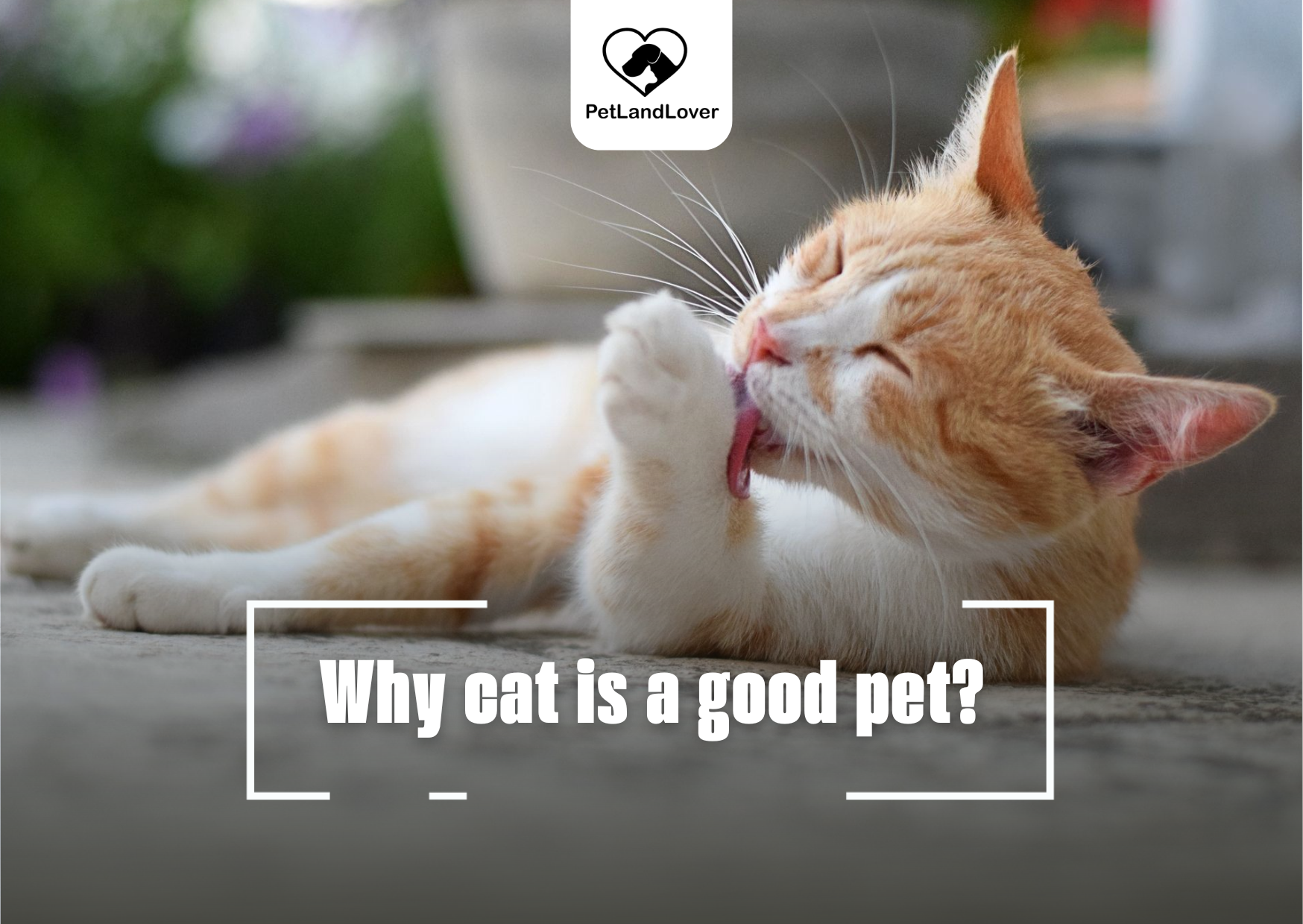 Why cat is a good pet?