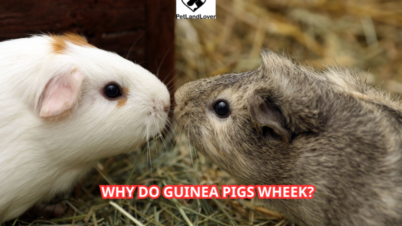 Why Do Guinea Pigs Wheek?