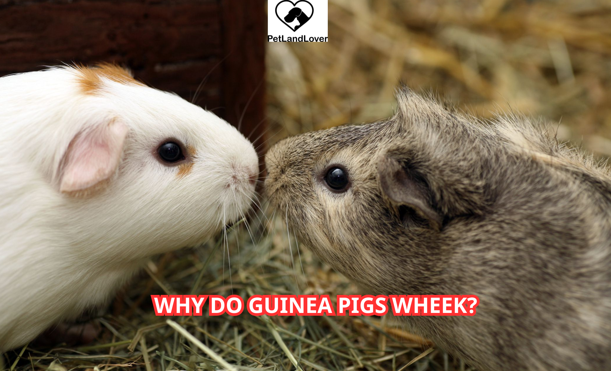 Why Do Guinea Pigs Wheek?