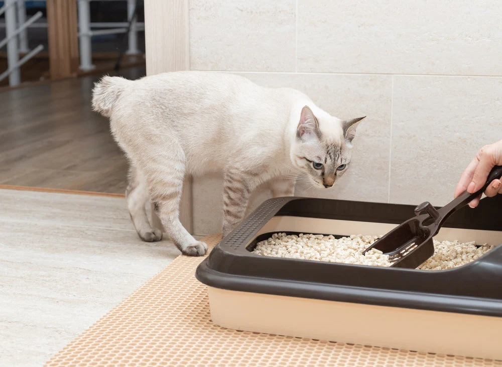 Strategies for Responsible Cat Litter Disposal in the Country