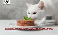 How Long Can You Leave Wet Cat Food Out?