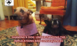 Shaming a Dog: Understanding the Implications and Consequences