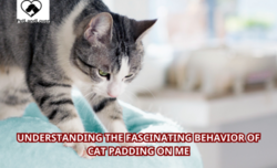 Understanding the Fascinating Behavior of Cat Padding on Me