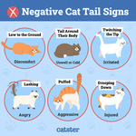 cat tail behavior