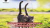 Understanding Cat Tail Behavior: A Comprehensive Guide