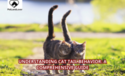 Understanding Cat Tail Behavior: A Comprehensive Guide