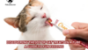 Discovering the Joy of Cat Treats in a Tube: A Guide to Fun Feeding