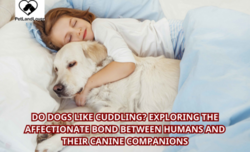 Do Dogs Like Cuddling? Exploring the Affectionate Bond Between Humans and Their Canine Companions