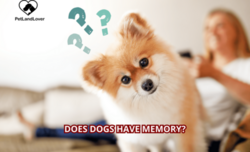 Does Dogs Have Memory?