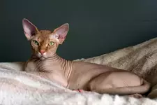 hairless cat care