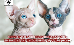 The Ultimate Guide to Hairless Cat Care: Embracing the Unique Needs of Your Sphynx