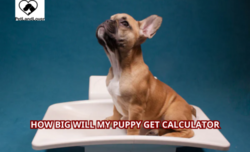 How Big Will My Puppy Get Calculator?