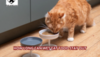 How Long Can Wet Cat Food Stay Out?