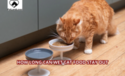 How Long Can Wet Cat Food Stay Out?