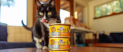 how much canned cat food per day