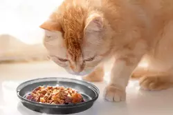 how much canned cat food per day