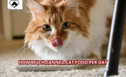 How Much Canned Cat Food Per Day: The Ultimate Guide for Cat Owners