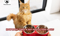 How Many Times a Day Do You Feed a Cat?