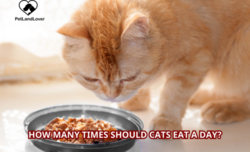 How Many Times Should Cats Eat a Day?