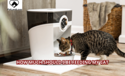 How Much Should I Be Feeding My Cat?