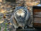 pallas cat sitting on tail