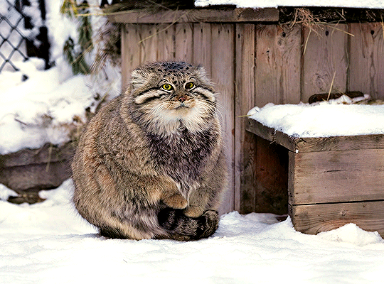 pallas cat sitting on tail