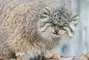 pallas cat sitting on tail
