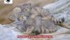 Pallas cat sitting on tail