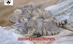 Pallas cat sitting on tail