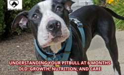 Understanding Your Pitbull at 6 Months Old: Growth, Nutrition, and Care