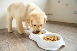 Puppy Feeding Guide