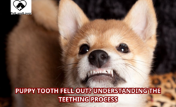 Puppy Tooth Fell Out? Understanding the Teething Process