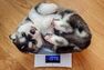 Puppy Weight Size Predictor