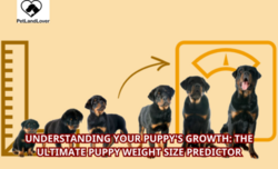 Understanding Your Puppy’s Growth: The Ultimate Puppy Weight Size Predictor