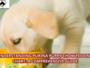 Understanding Purina Puppy Chow Feeding Chart: A Comprehensive Guide