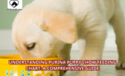 Understanding Purina Puppy Chow Feeding Chart: A Comprehensive Guide