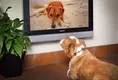 Shows Dogs Like to Watch