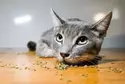 side effects of catnip on cats