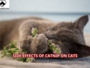 Side Effects of Catnip on Cats