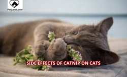 Side Effects of Catnip on Cats