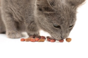 Soft Kibble Cat Food