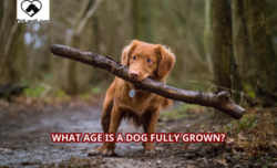 What Age is a Dog Fully Grown?