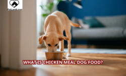 What is Chicken Meal Dog Food?