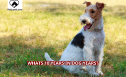 Whats 10 Years in Dog Years?