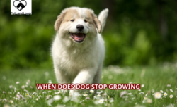 When does dog stop growing?